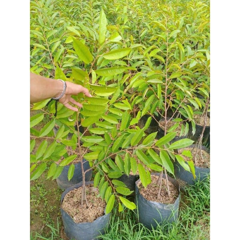 Jual Bibit Durian Duri Hitam Bersertifikat Cianjur