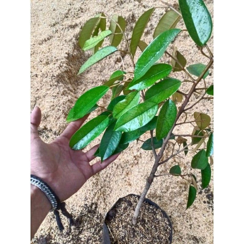 Jual Bibit Durian Duri Hitam Unggul Makassar