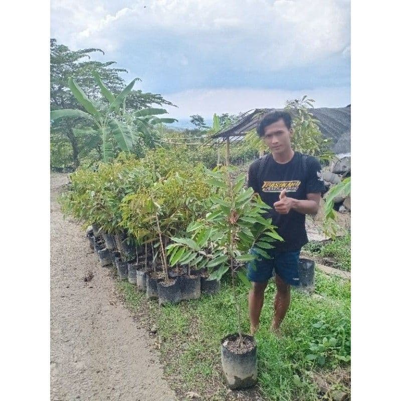 Jual Bibit Durian Bawor Tabulampot Malang