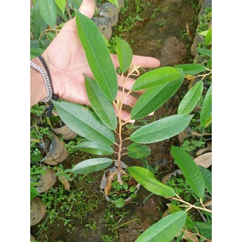 Jual Bibit Durian Duri Hitam Okulasi Banyuwangi