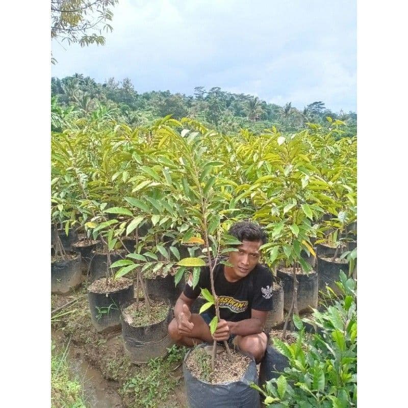 Jual Bibit Durian Duri Hitam Bersertifikat Banyumas