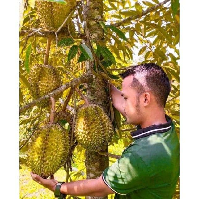 Jual Bibit Durian Bawor Okulasi Deli Serdang