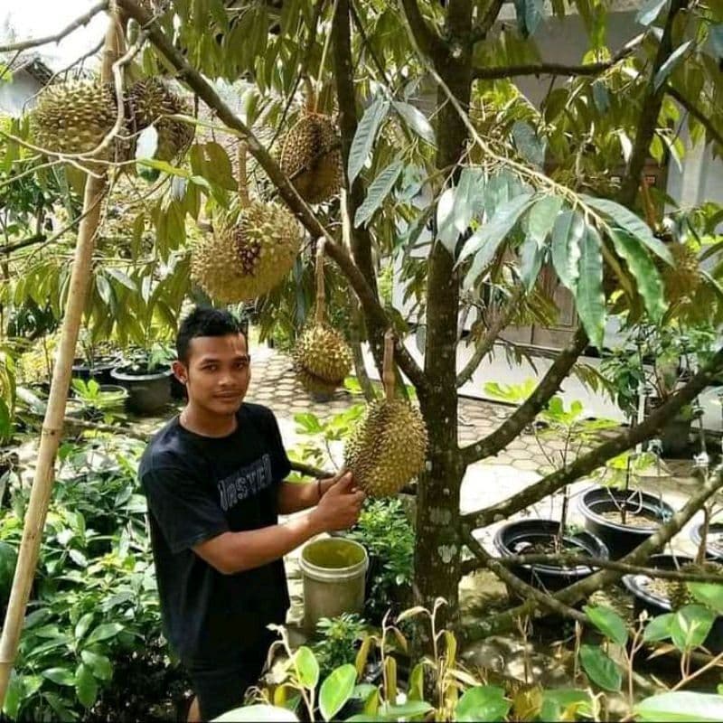 Jual Bibit Durian Bawor Siap Panen Kendal
