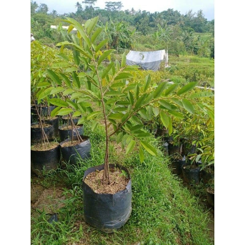Jual Bibit Durian Duri Hitam Bersertifikat Kendal