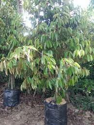 Jual Bibit Durian Bawor Bersertifikat Banyumas