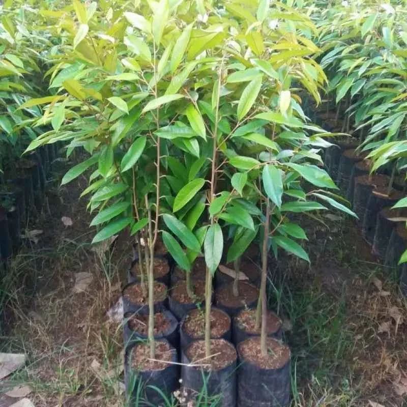 Jual Bibit Durian Bawor Unggul Gowa