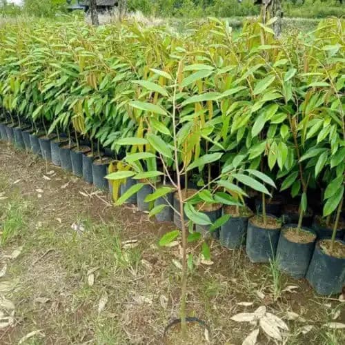 Jual Bibit Durian Bawor Siap Panen Gowa