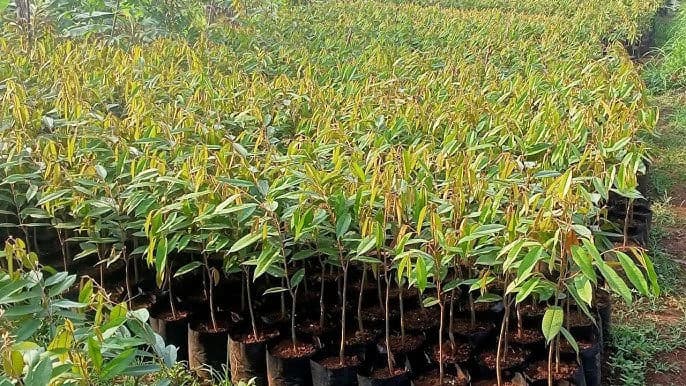 Jual Bibit Durian Bawor Siap Panen Blitar