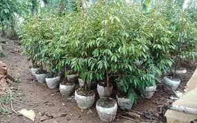 Jual Bibit Durian Bawor Bersertifikat Cianjur