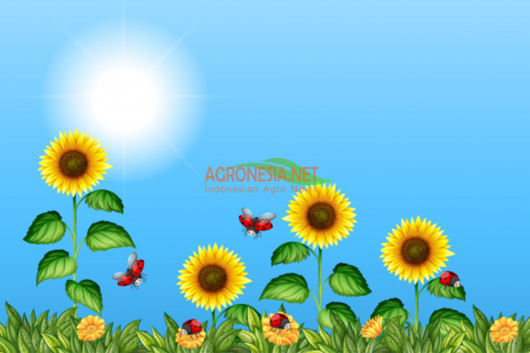 Praktis Yuk Coba Cara Menanam Bunga Matahari Dari Biji Agronesia