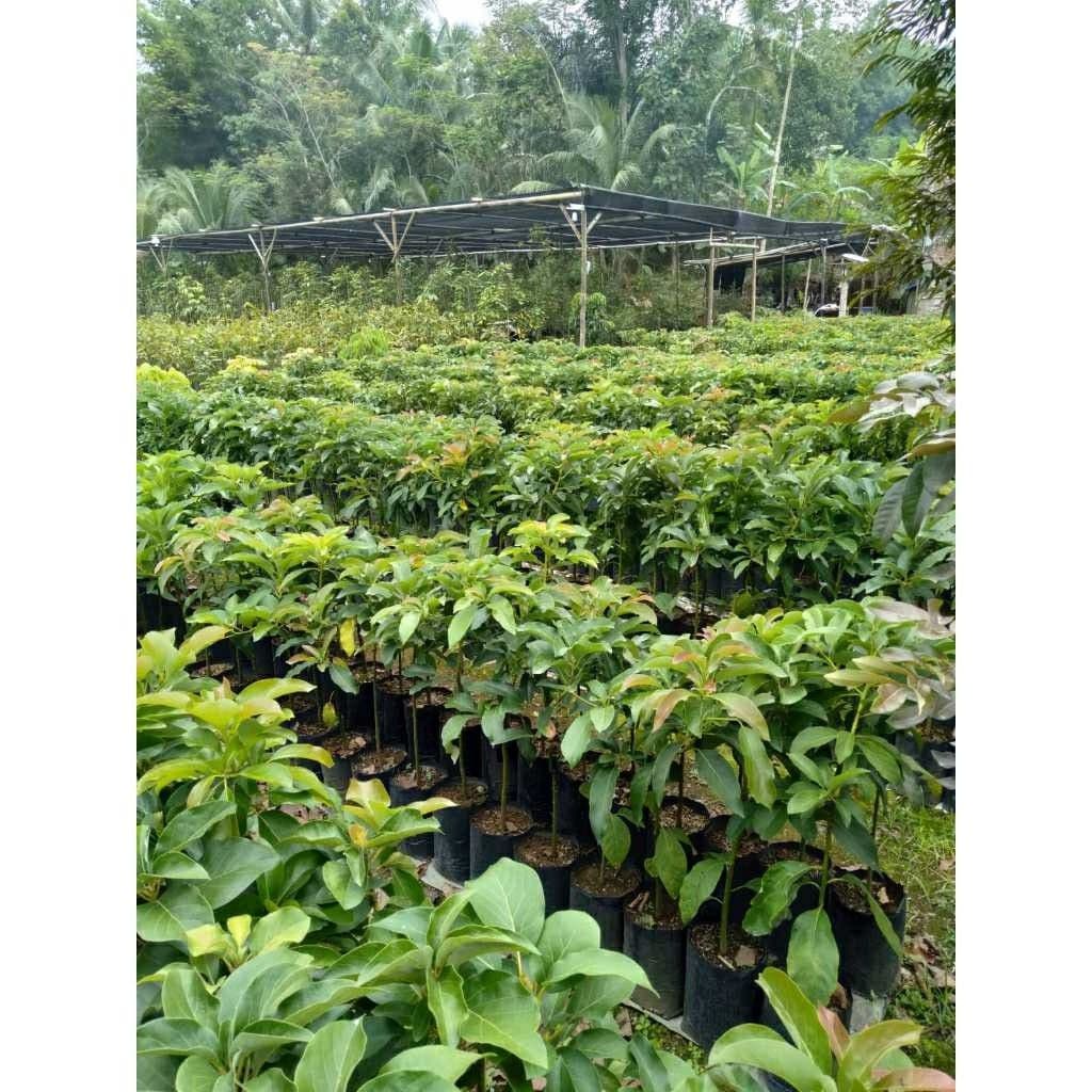 Jual Bibit Durian Duri Hitam Unggul Malang