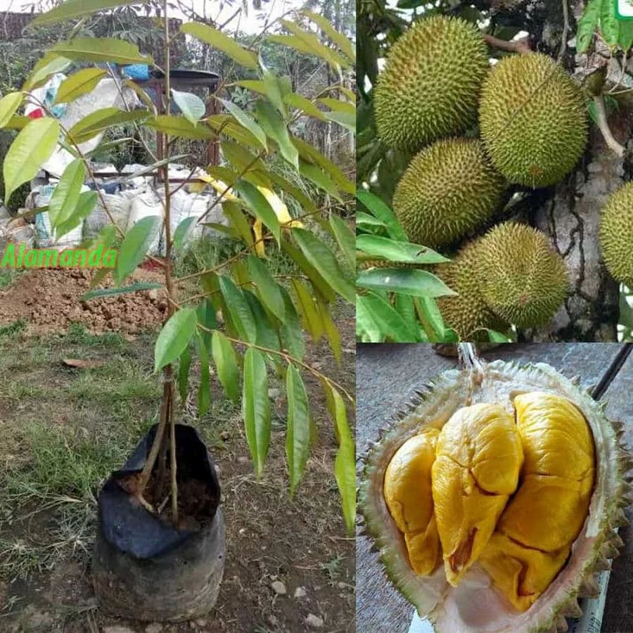 Jual Bibit Durian Duri Hitam Kaki Tiga Malang