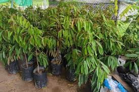 Jual Bibit Durian Duri Hitam Okulasi Jember